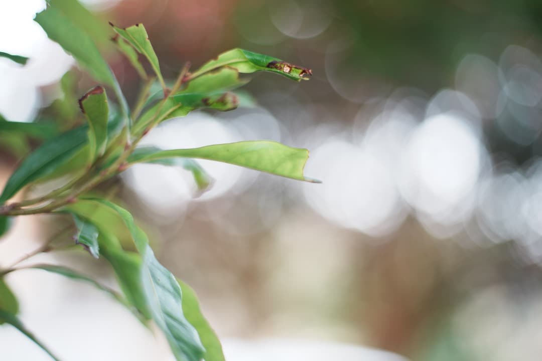 【美品】Carl Zeiss Planar 50mm F1.4 MMJ 954