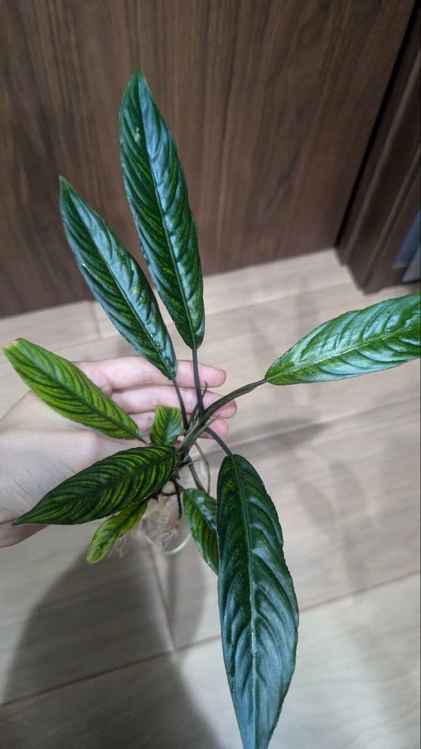 その他観葉植物 Phymatarum cf. borneense
