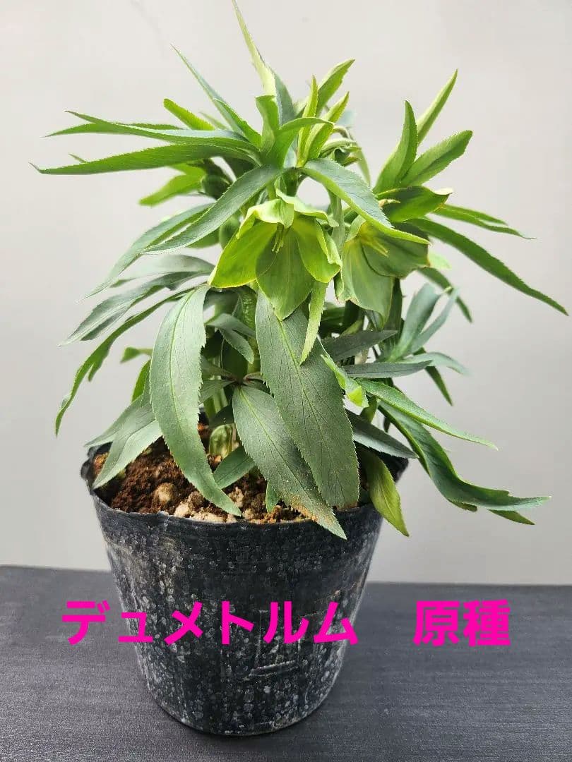 〈匿名発送〉クリスマスローズ　デュメトルム　4号