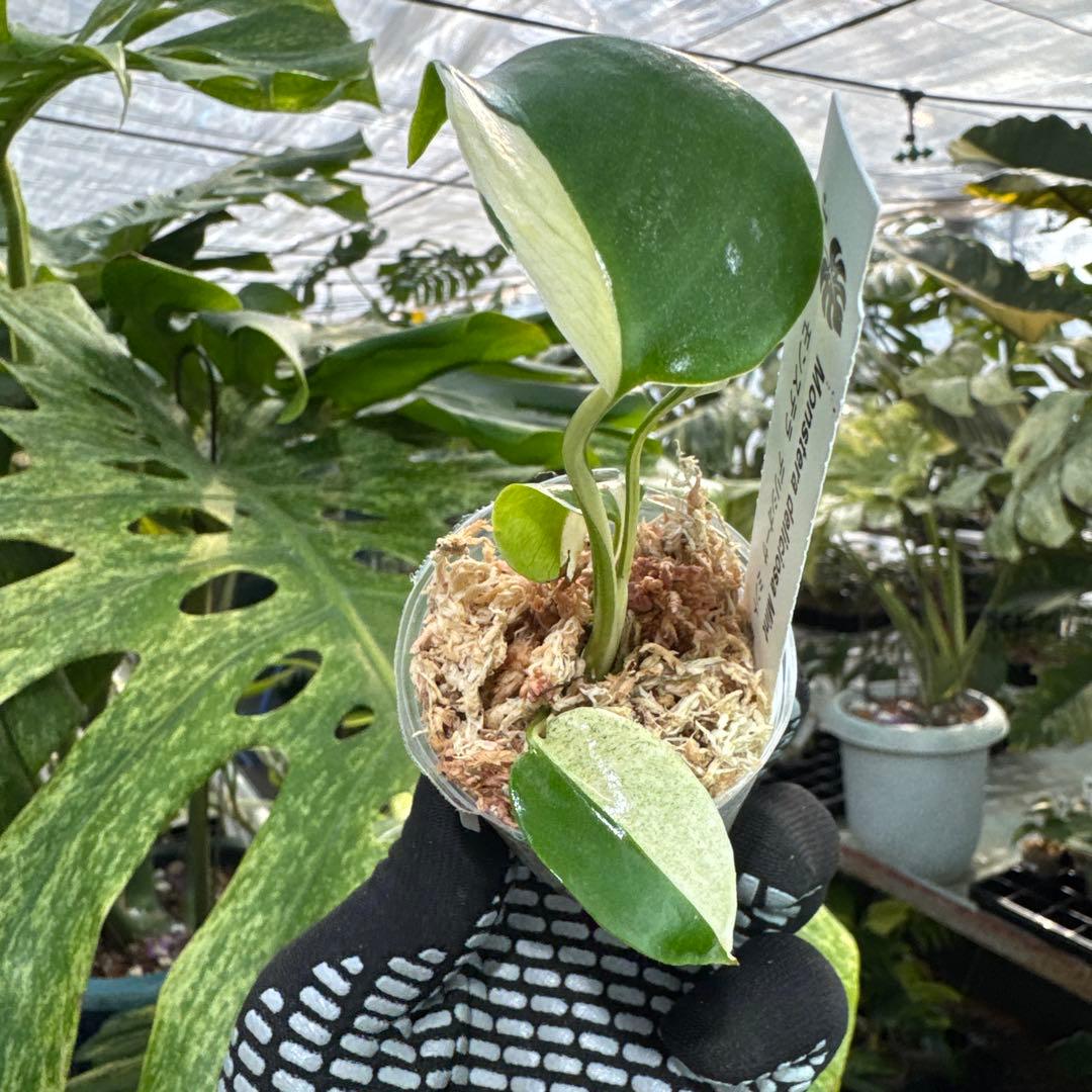 T1モンステラ　デリシオーサ　ミント斑入り　2寸ポリポット　ネコポス発送