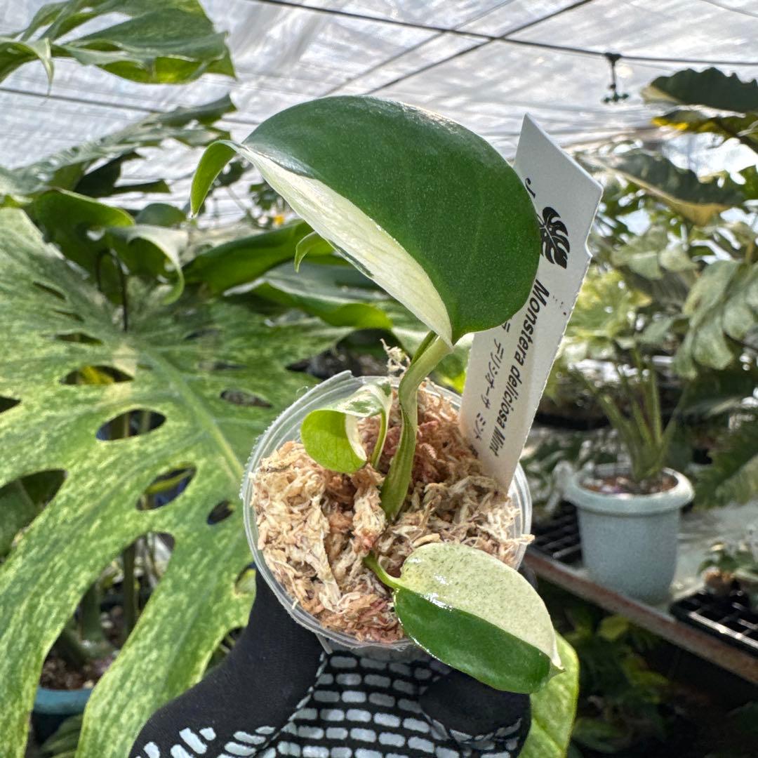 T1モンステラ　デリシオーサ　ミント斑入り　2寸ポリポット　ネコポス発送