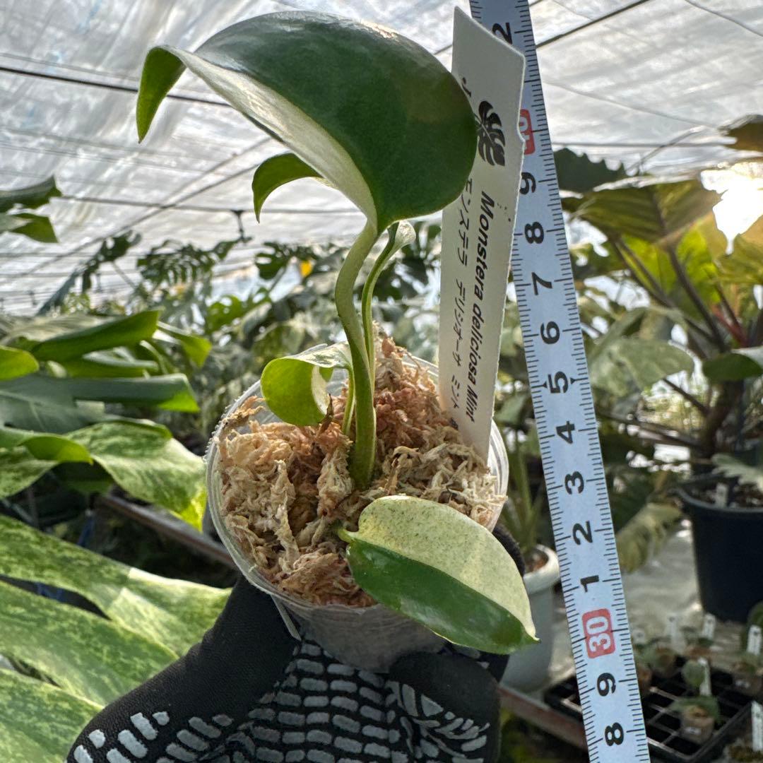 T1モンステラ　デリシオーサ　ミント斑入り　2寸ポリポット　ネコポス発送