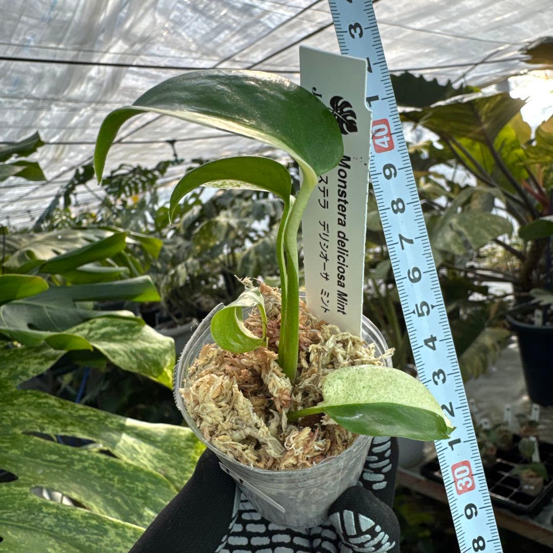 T1モンステラ　デリシオーサ　ミント斑入り　2寸ポリポット　ネコポス発送