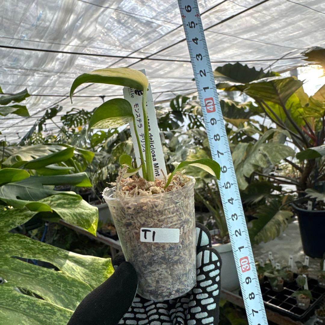 T1モンステラ　デリシオーサ　ミント斑入り　2寸ポリポット　ネコポス発送