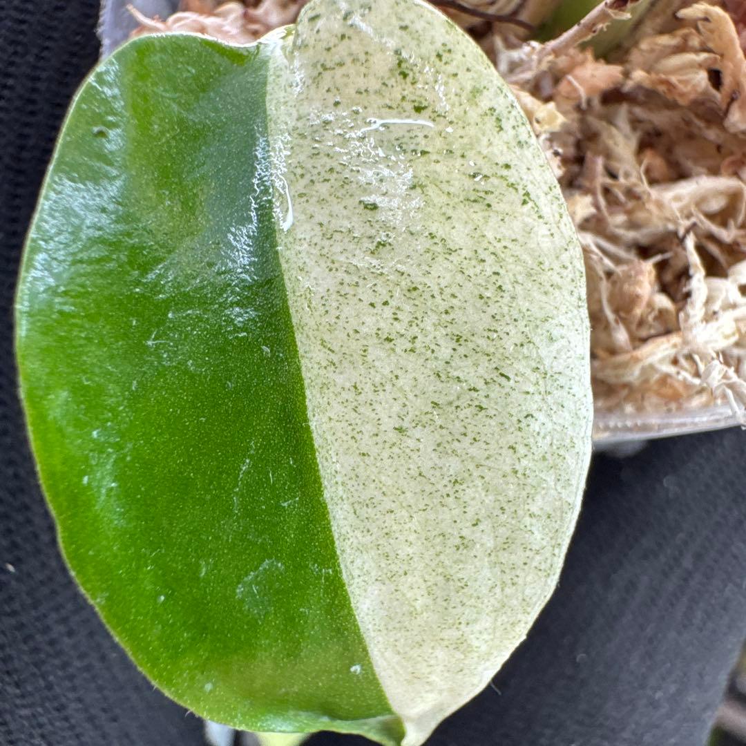 T1モンステラ　デリシオーサ　ミント斑入り　2寸ポリポット　ネコポス発送