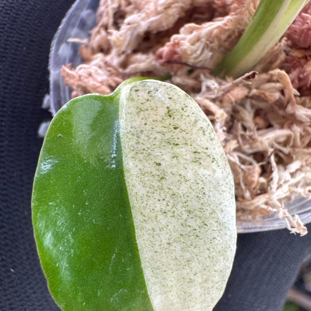 T1モンステラ　デリシオーサ　ミント斑入り　2寸ポリポット　ネコポス発送