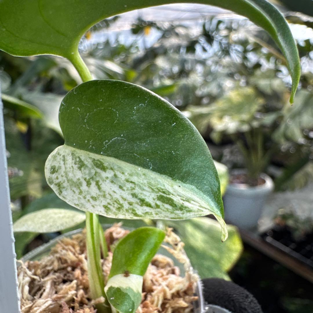 T1モンステラ　デリシオーサ　ミント斑入り　2寸ポリポット　ネコポス発送