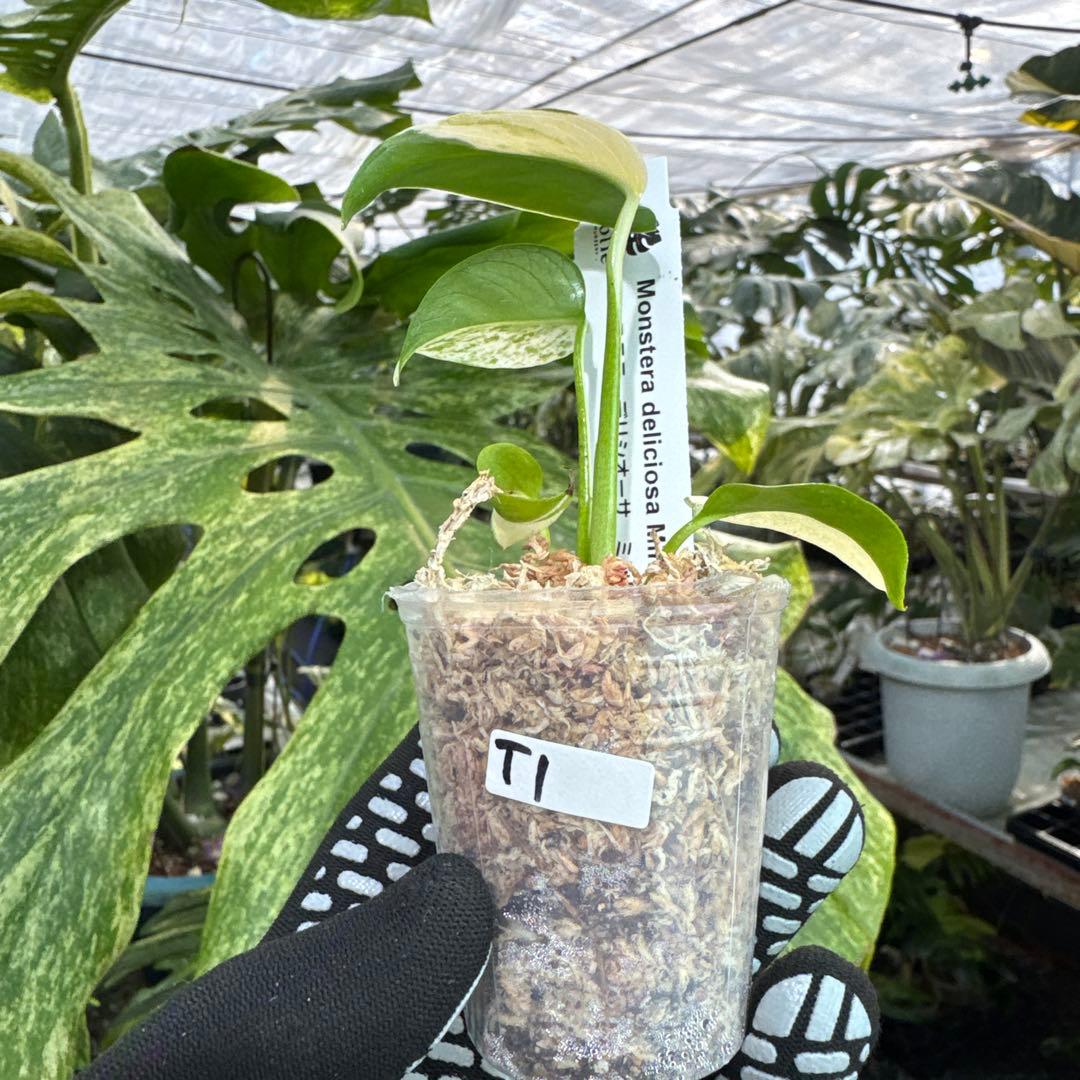 T1モンステラ　デリシオーサ　ミント斑入り　2寸ポリポット　ネコポス発送