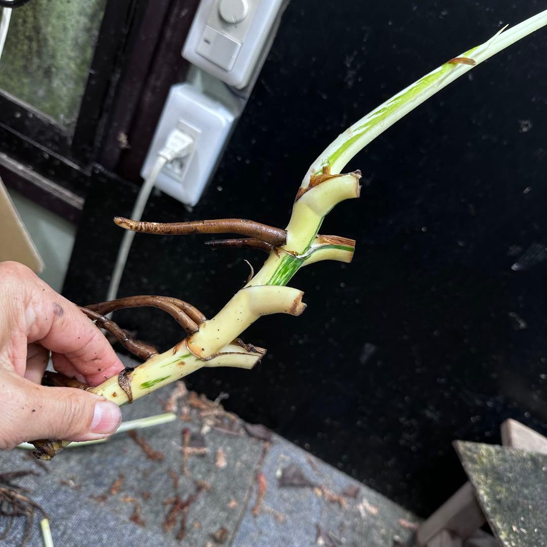 な*け様 斑入りモンステラホワイトタイガー茎4株おまとめ