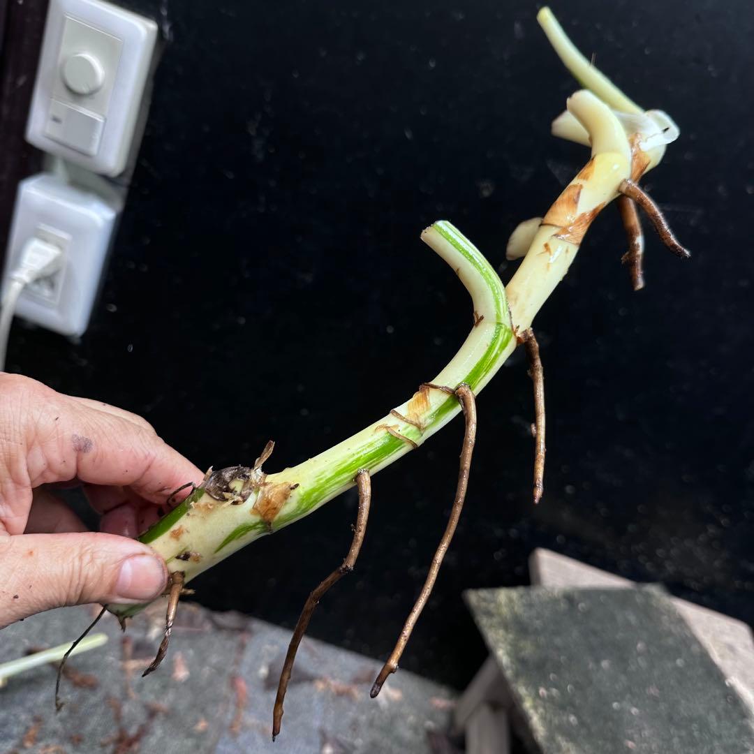 な*け様 斑入りモンステラホワイトタイガー茎4株おまとめ