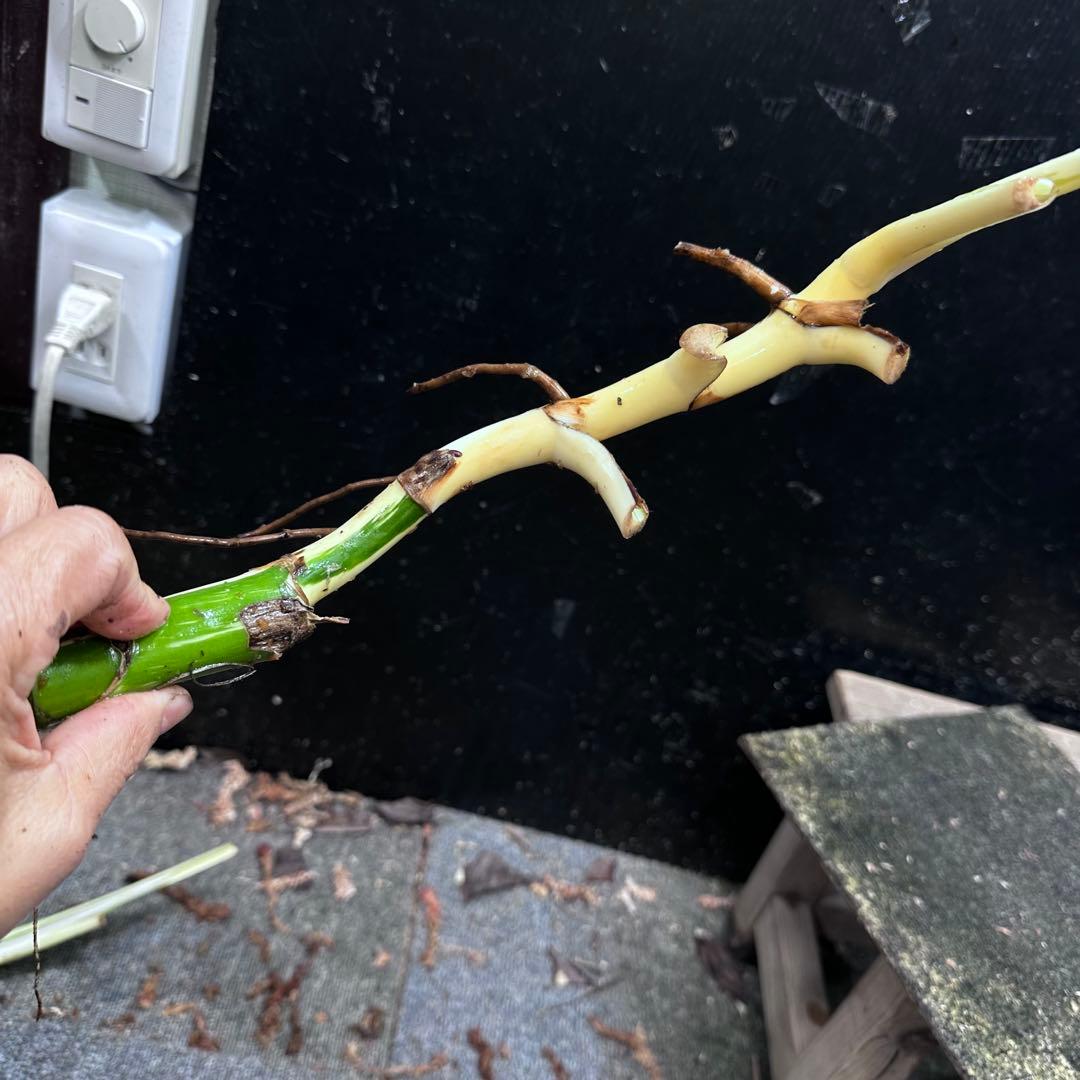 な*け様 斑入りモンステラホワイトタイガー茎4株おまとめ