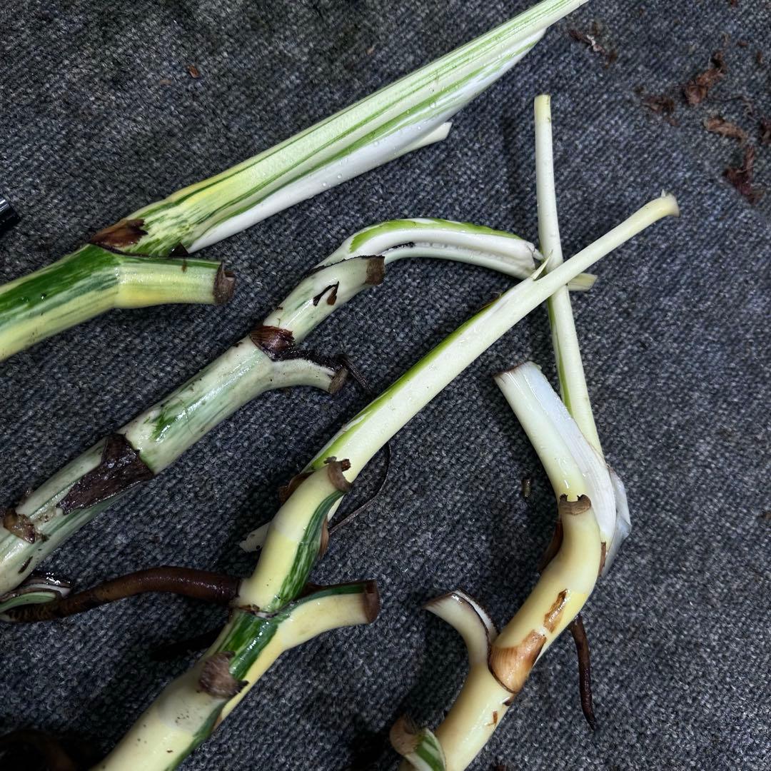 な*け様 斑入りモンステラホワイトタイガー茎4株おまとめ