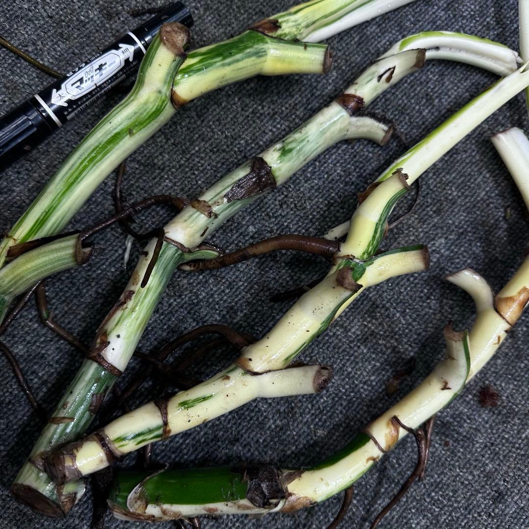 な*け様 斑入りモンステラホワイトタイガー茎4株おまとめ