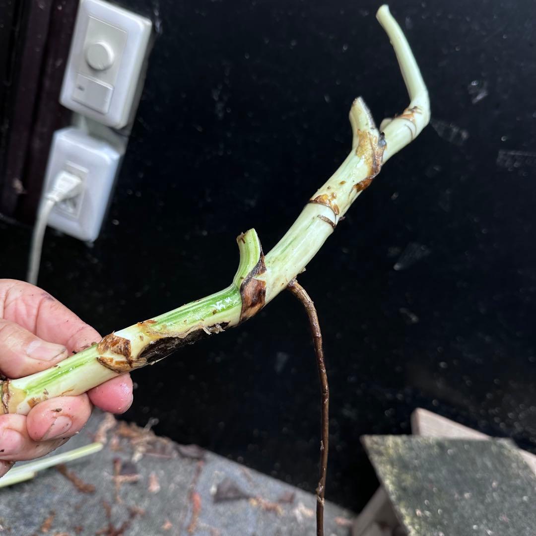 な*け様 斑入りモンステラホワイトタイガー茎4株おまとめ