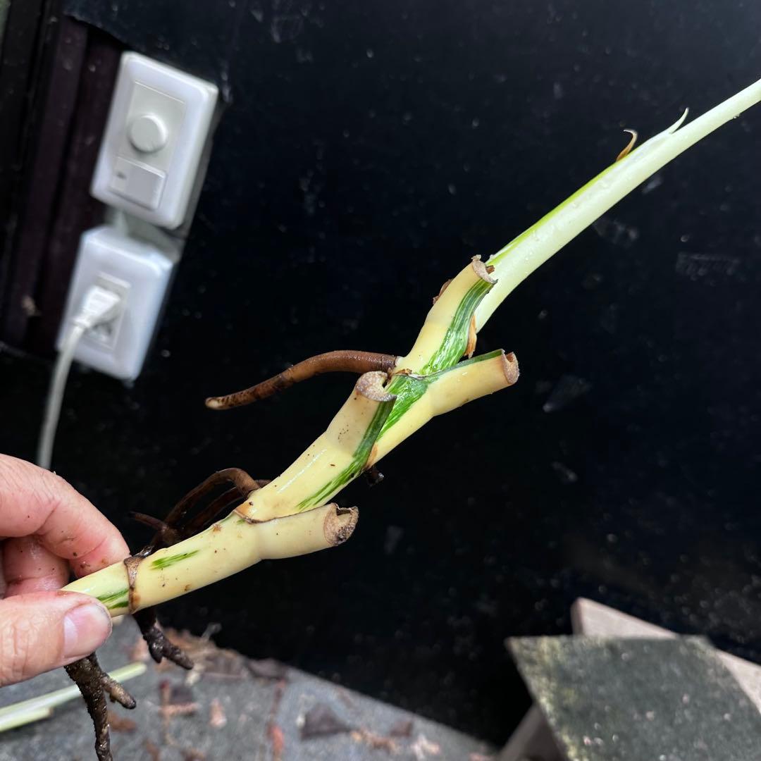 な*け様 斑入りモンステラホワイトタイガー茎4株おまとめ