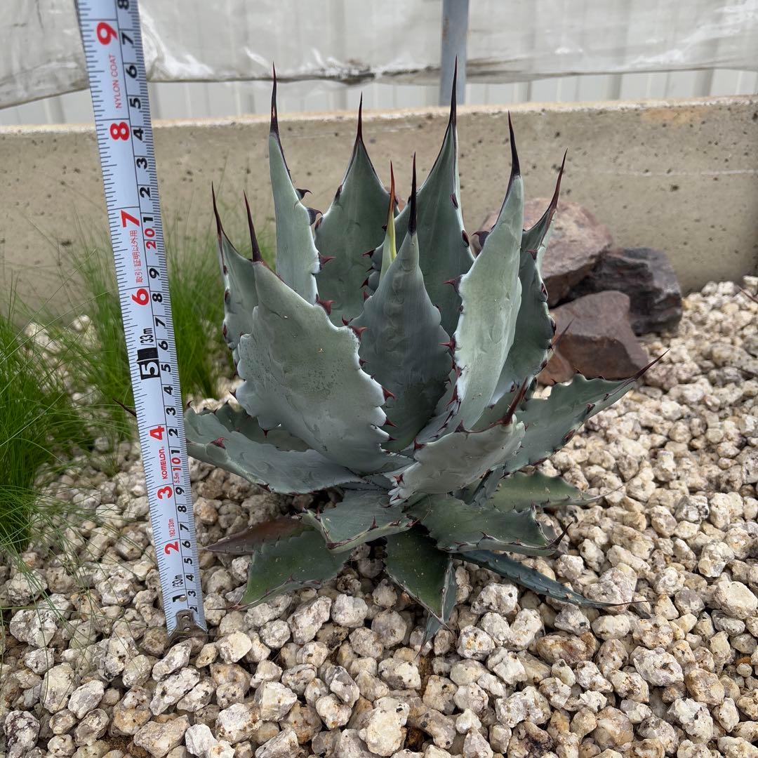 アガベ　ハイブリッド　コロラータレオ