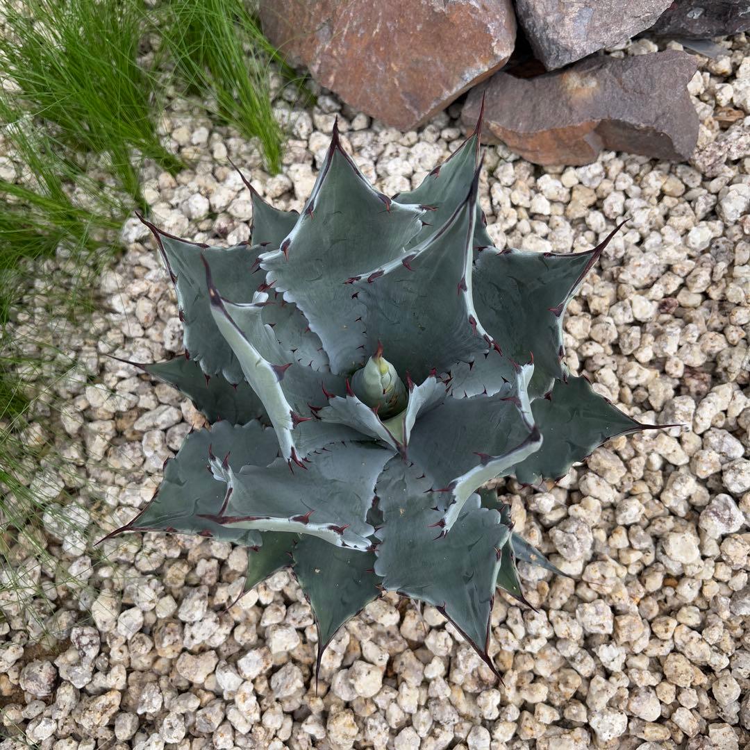 アガベ　ハイブリッド　コロラータレオ