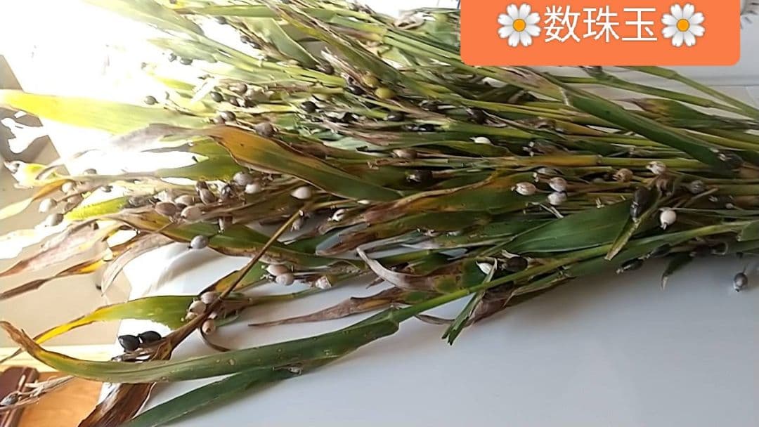 ☘️魔除け　厄除け　☘️❤スワッグ❤ひょっとこ付❤❤似た品を作りたて