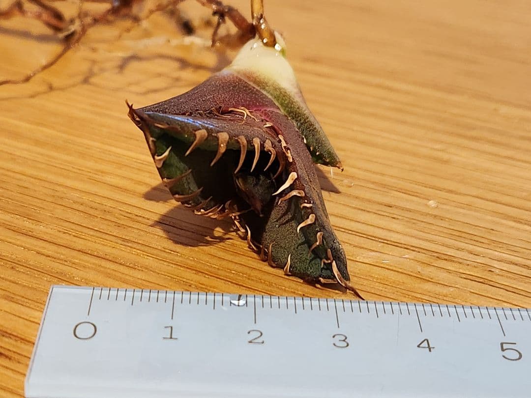 激レア！　レッドキャットウィーズル×姫厳竜　ハイブリッド　子株