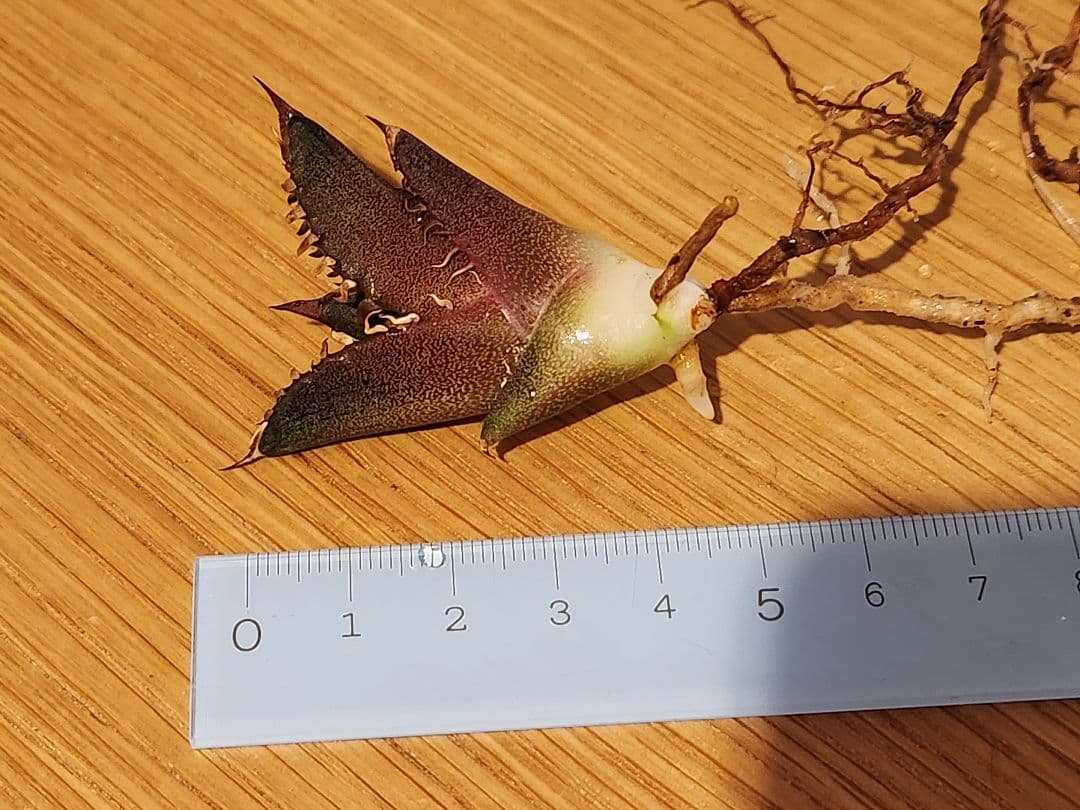 激レア！　レッドキャットウィーズル×姫厳竜　ハイブリッド　子株