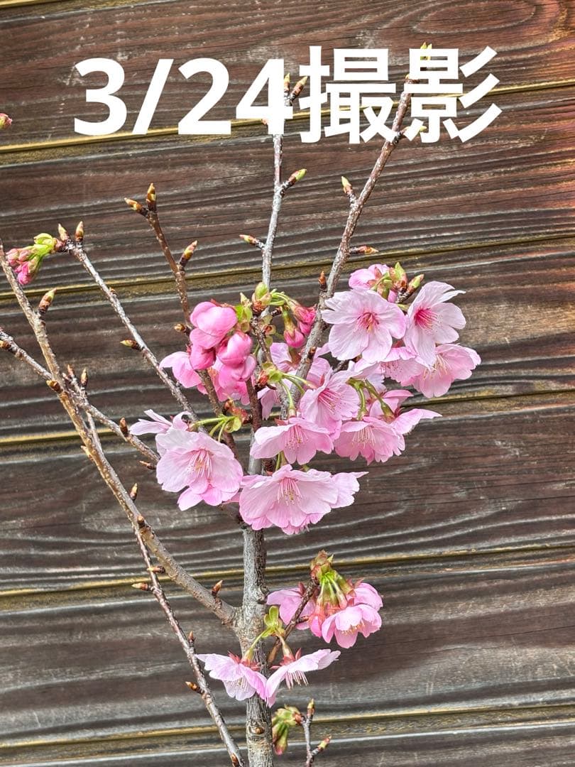 開花！　陽光桜　蕾たっぷり　ヨウコウサクラ　桜　大輪　濃いピンク花