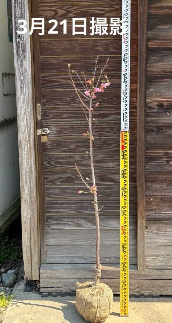 開花！　陽光桜　蕾たっぷり　ヨウコウサクラ　桜　大輪　濃いピンク花