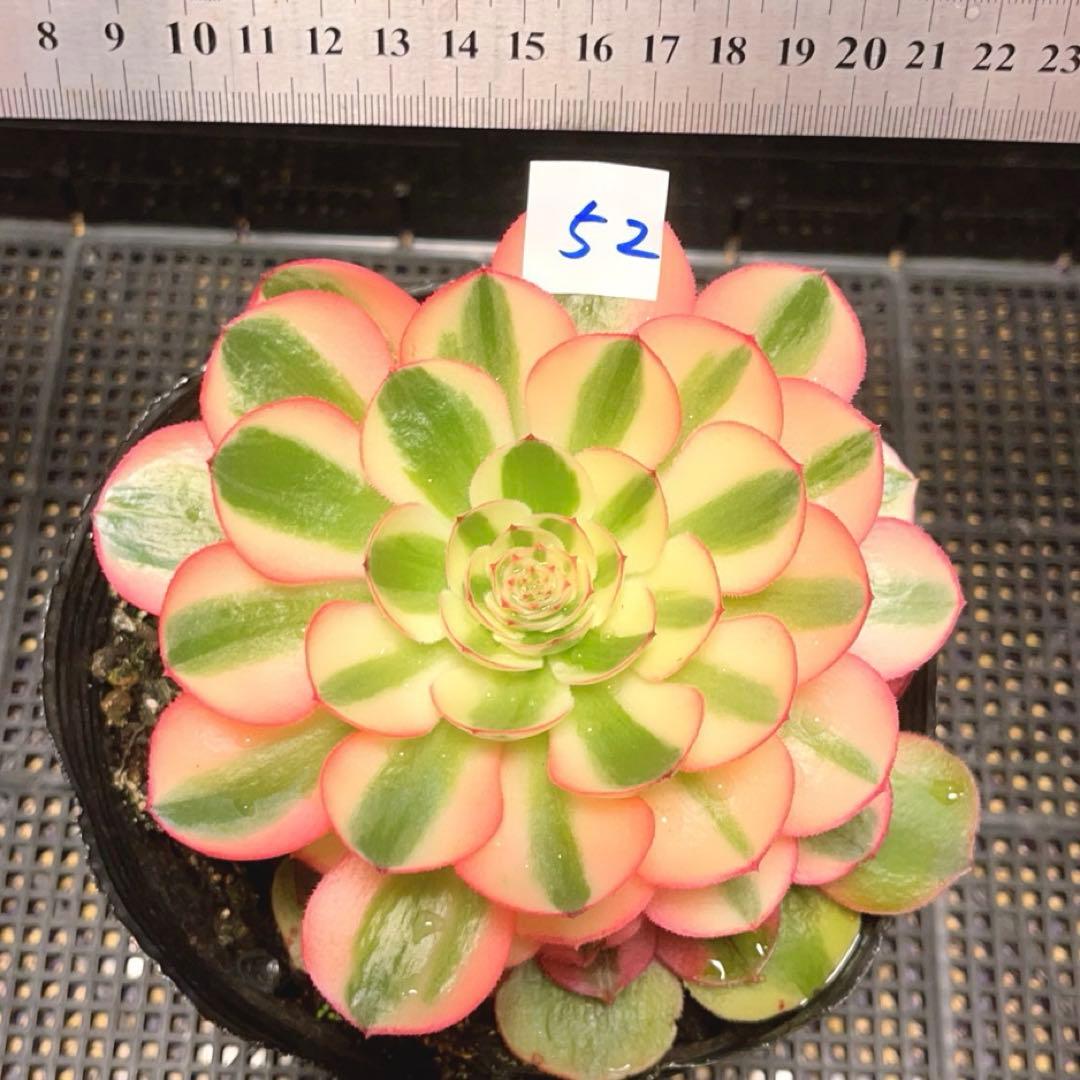 52#多肉植物アエオニウム錦❤️ヨンジャ錦❤️傾城錦❤️1大頭15cm拔き苗