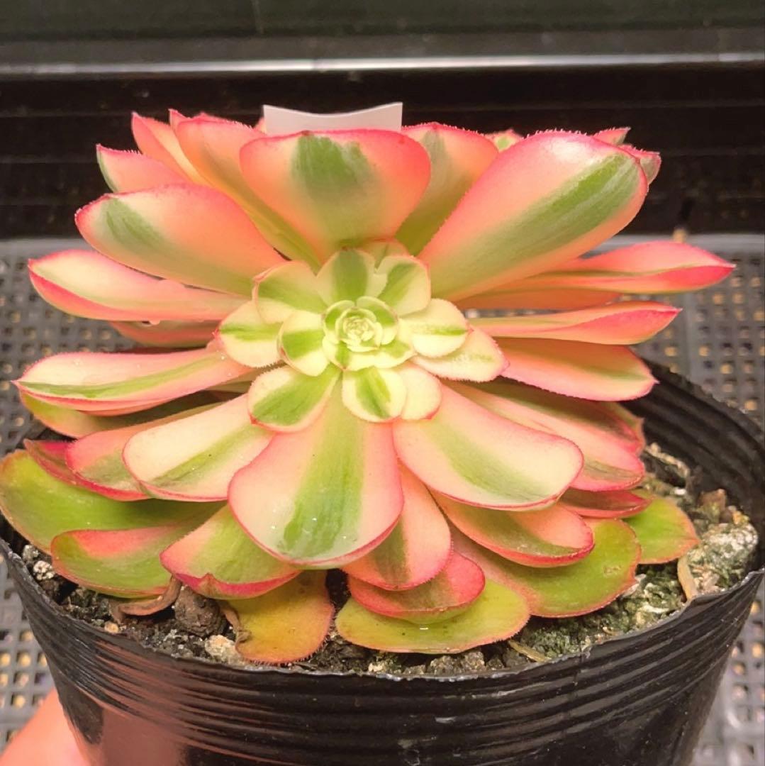 52#多肉植物アエオニウム錦❤️ヨンジャ錦❤️傾城錦❤️1大頭15cm拔き苗