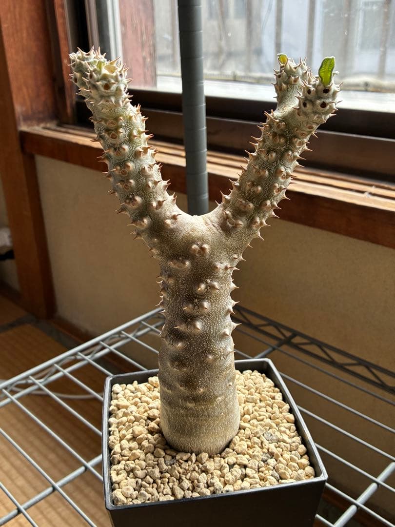 パキポディウム　タッキー