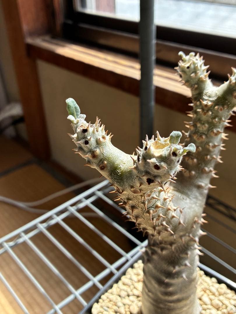 パキポディウム　タッキー