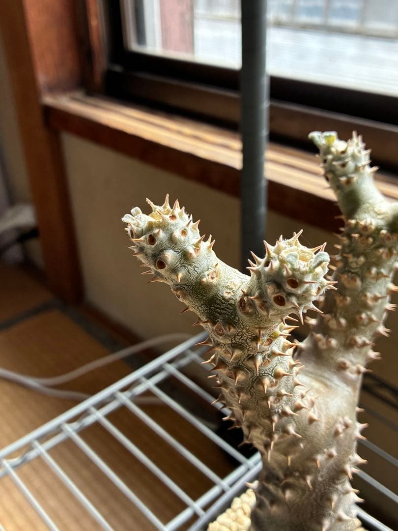パキポディウム　タッキー