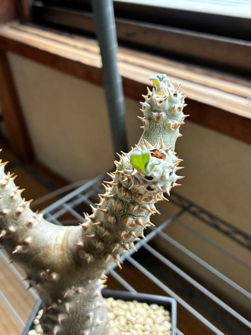 パキポディウム　タッキー