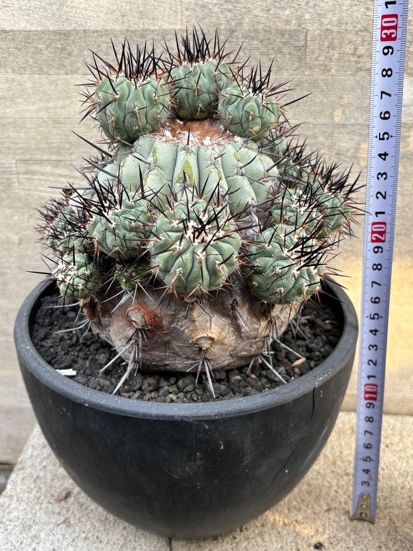 コピアポア　黒王丸　山木　22頭　親木