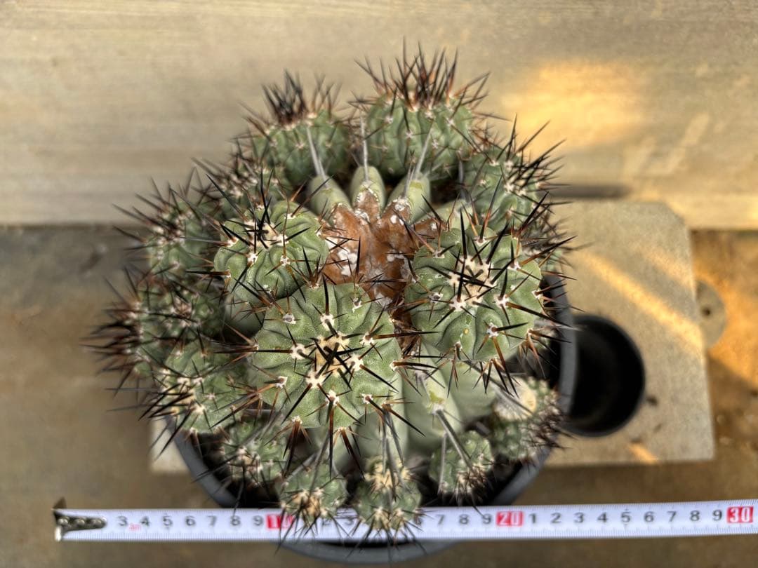 コピアポア　黒王丸　山木　22頭　親木