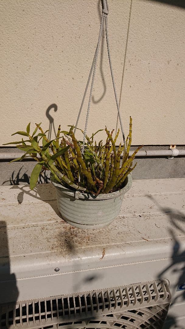 デンドロビューム デンドロビウム ハマナレイククミ 抜き苗発送