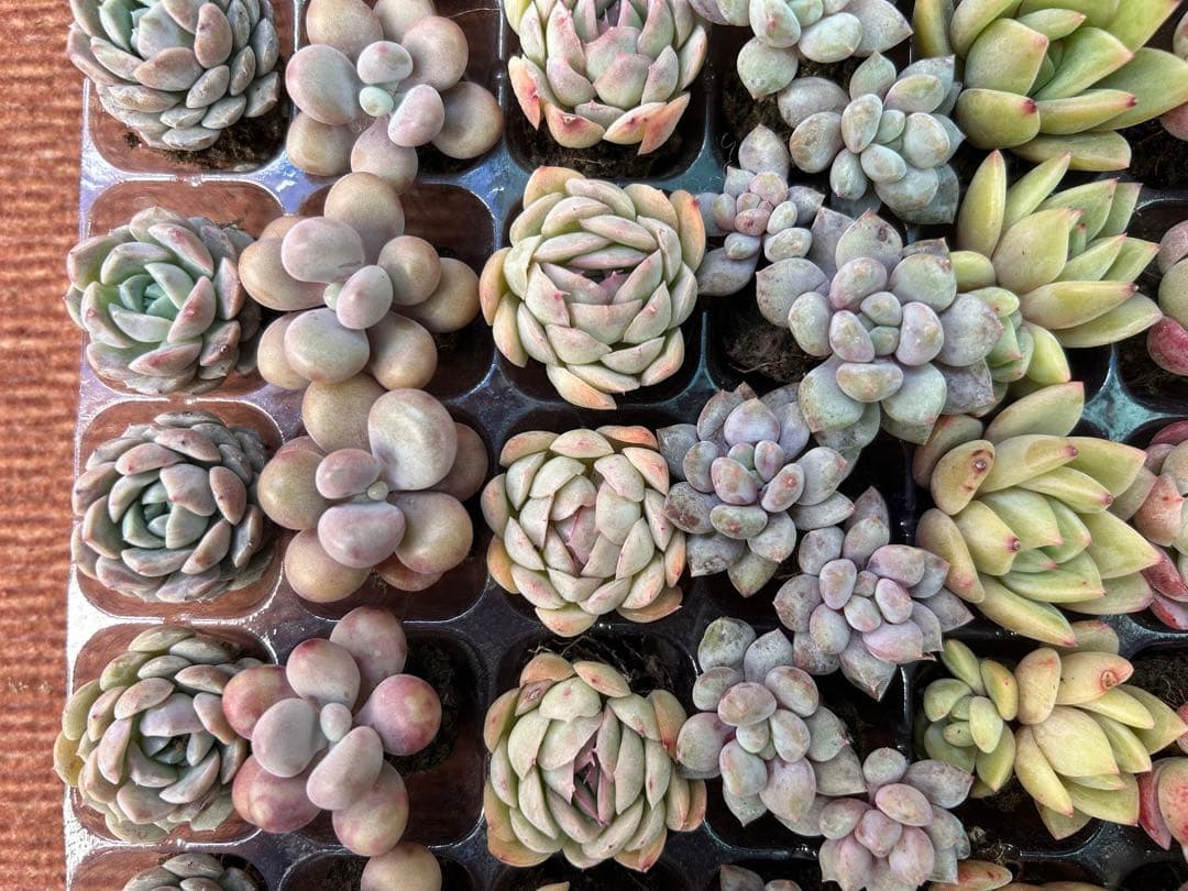 多肉植物 プラグ苗 10種類70個セット ⑬ エケベリア 韓国苗 【お手入れ済】