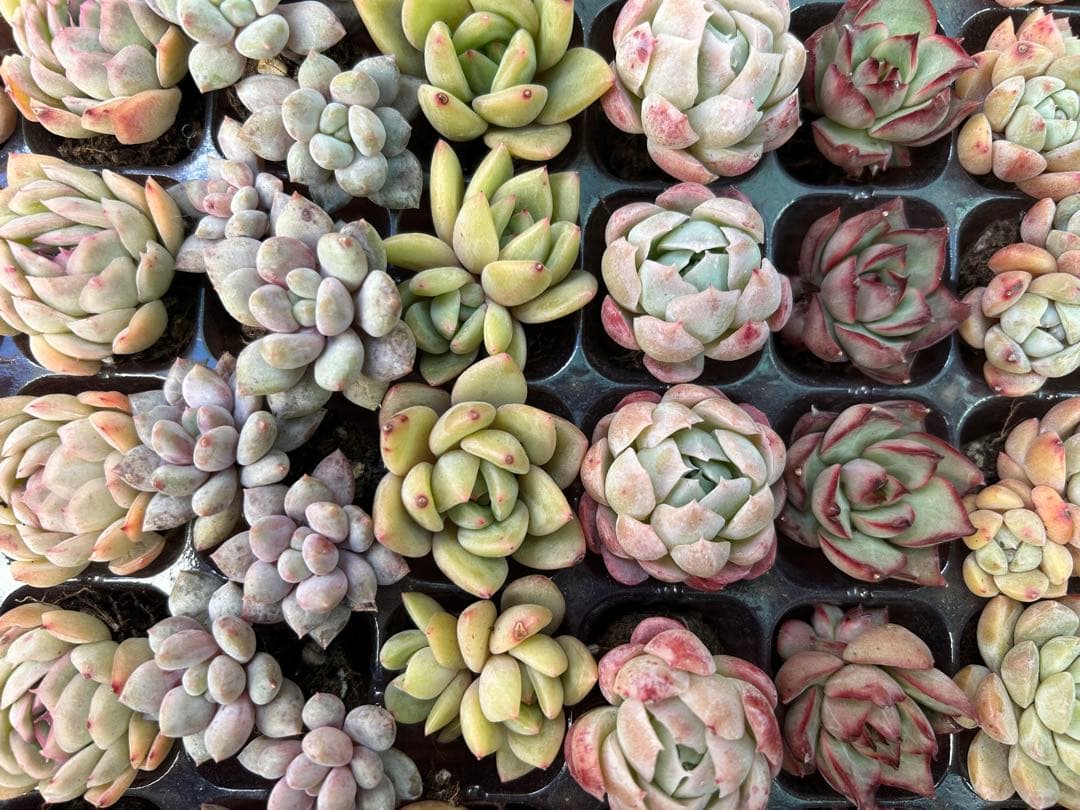 多肉植物 プラグ苗 10種類70個セット ⑬ エケベリア 韓国苗 【お手入れ済】