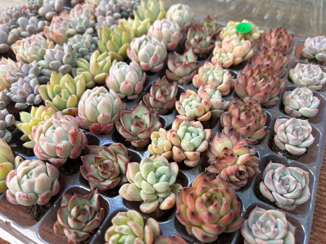 多肉植物 プラグ苗 10種類70個セット ⑬ エケベリア 韓国苗 【お手入れ済】