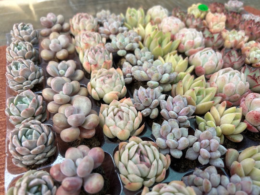多肉植物 プラグ苗 10種類70個セット ⑬ エケベリア 韓国苗 【お手入れ済】