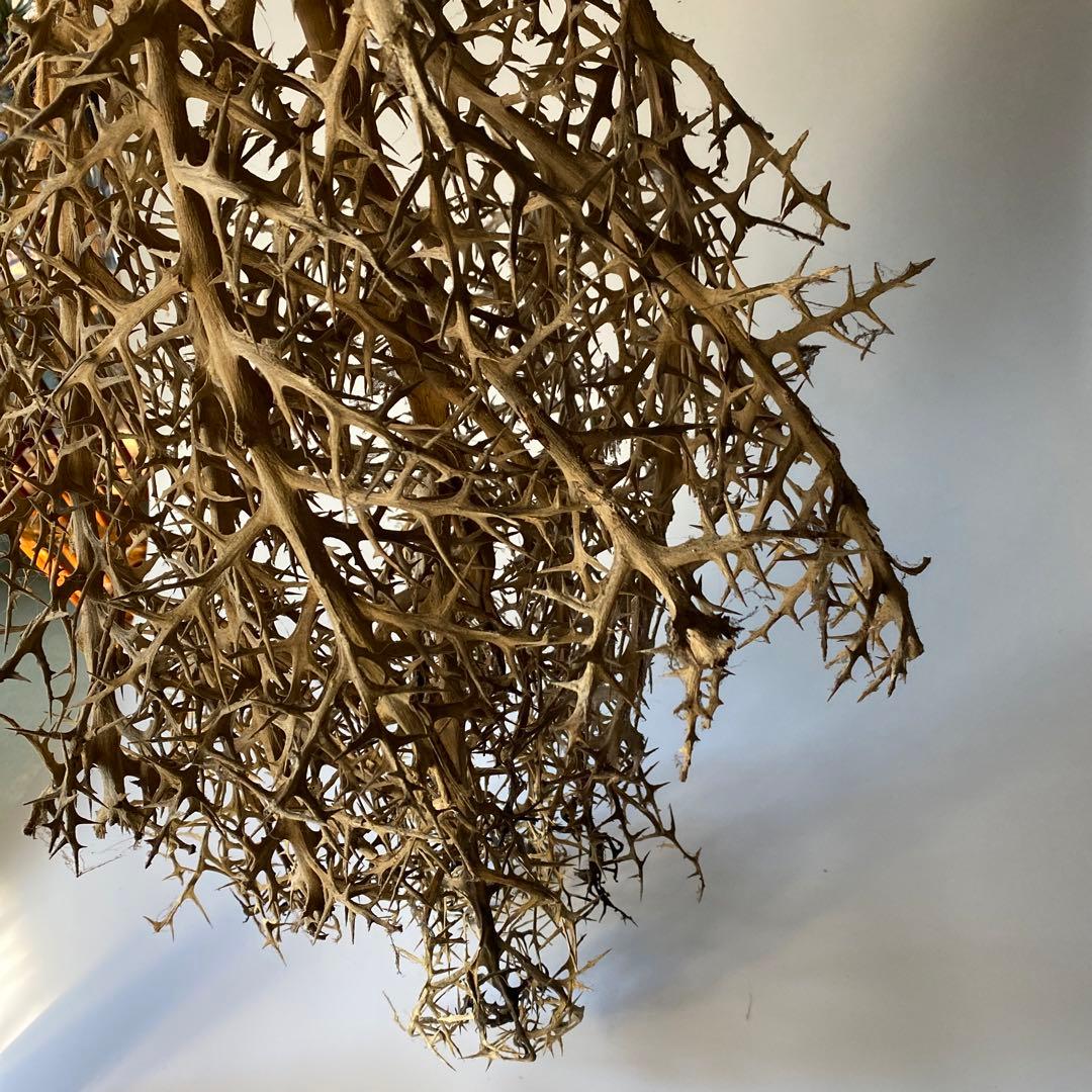SOLSO FARM 植物 枯れ木 流木 オブジェ ユーフォルビア