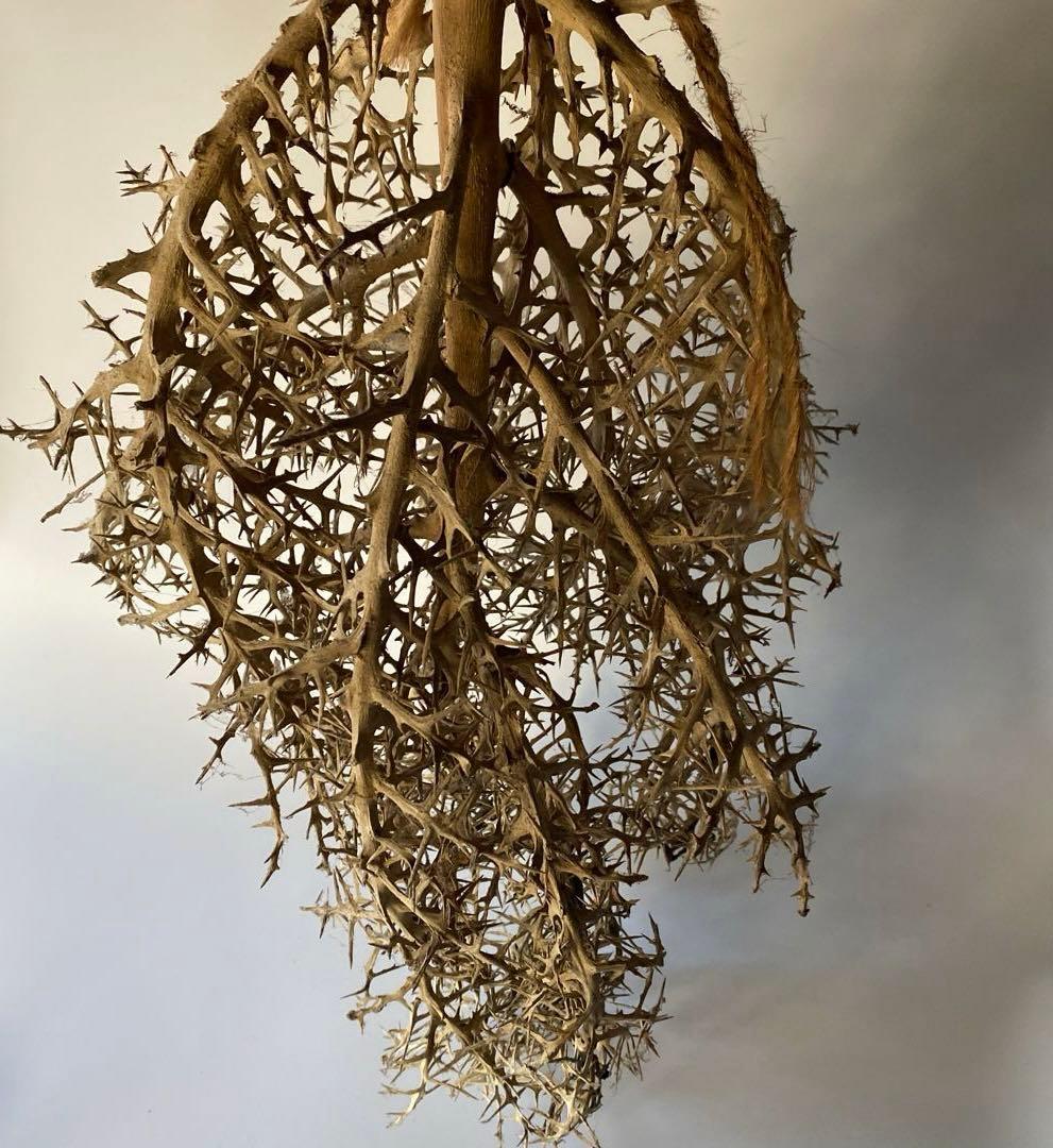 SOLSO FARM 植物 枯れ木 流木 オブジェ ユーフォルビア