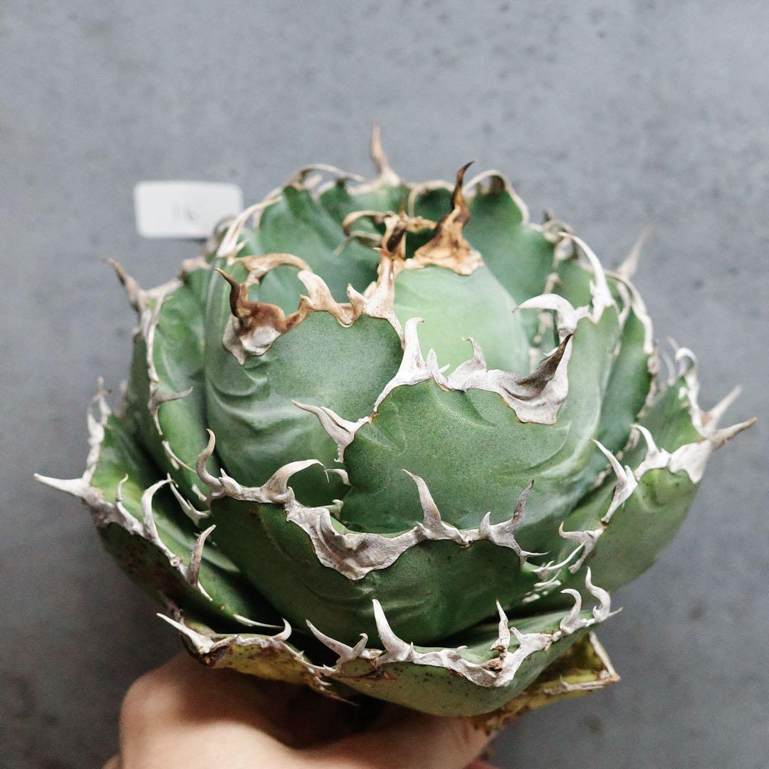 花鳥風月　白鯨　ボールタイプ　ワイド　太鋸歯　大株　16