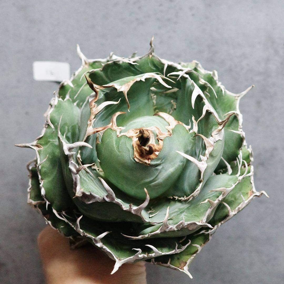 花鳥風月　白鯨　ボールタイプ　ワイド　太鋸歯　大株　16