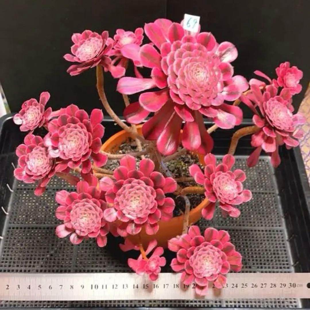 69#多肉植物アエオニウム錦❤️ガーネット白斑錦❤️1大頭12小頭32cm 鉢土付き