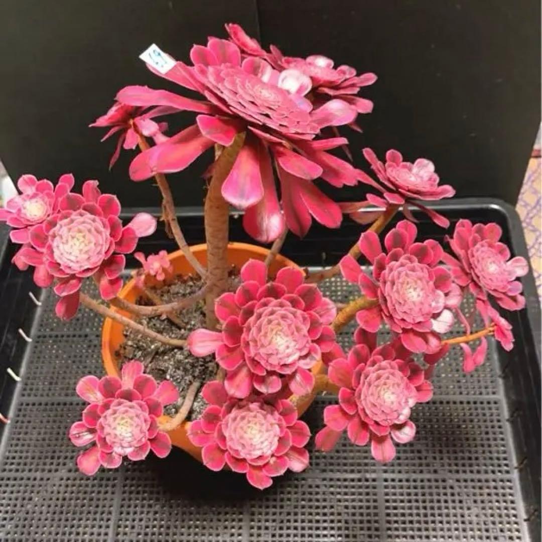 69#多肉植物アエオニウム錦❤️ガーネット白斑錦❤️1大頭12小頭32cm 鉢土付き