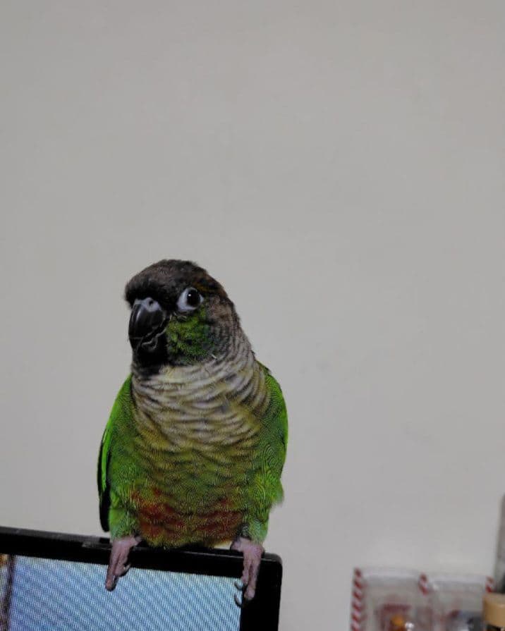 【ポロンちゃんページ】になります