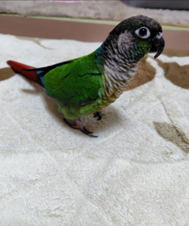 【ポロンちゃんページ】になります