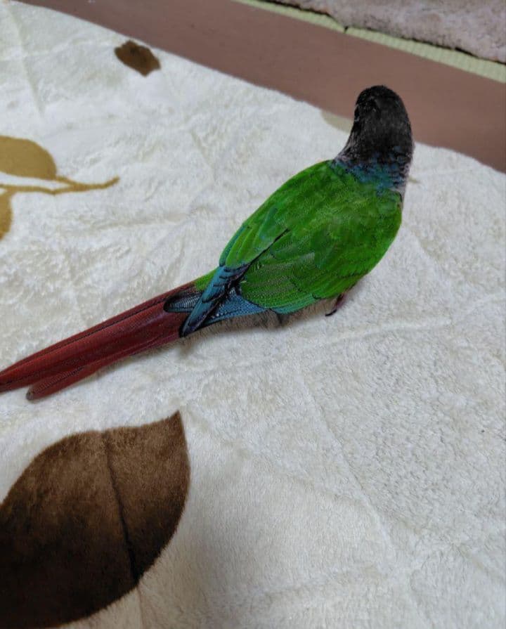 【ポロンちゃんページ】になります