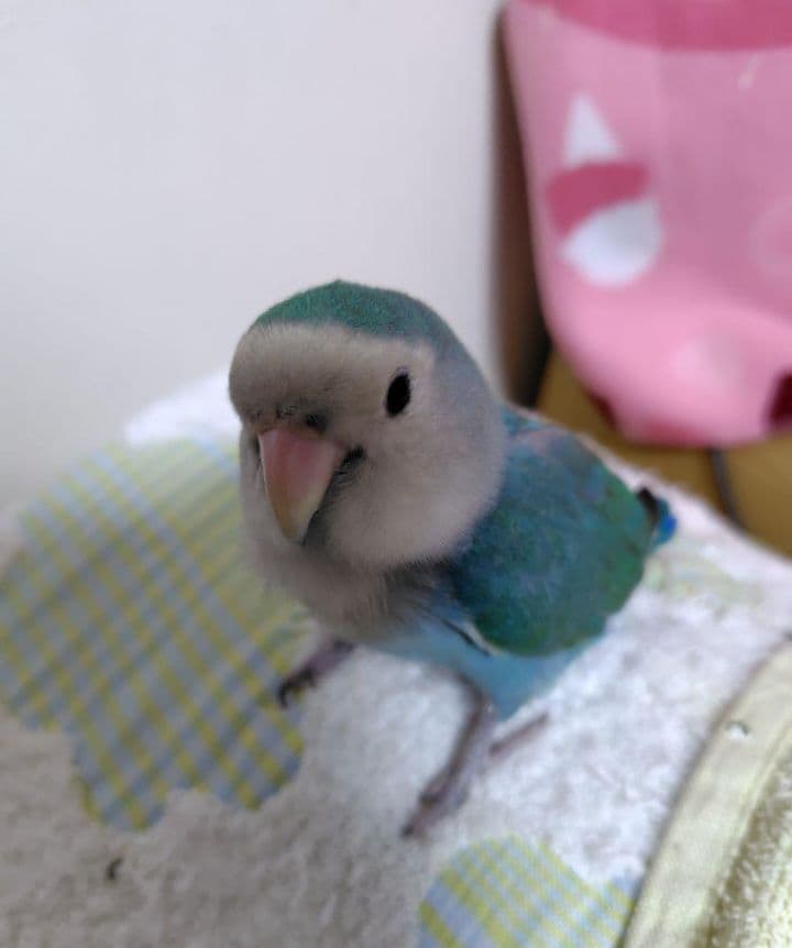 【ポロンちゃんページ】になります