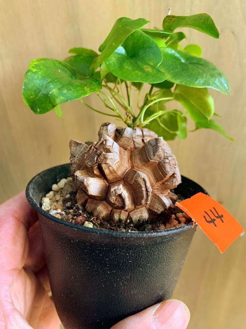 アフリカ亀甲竜　no44